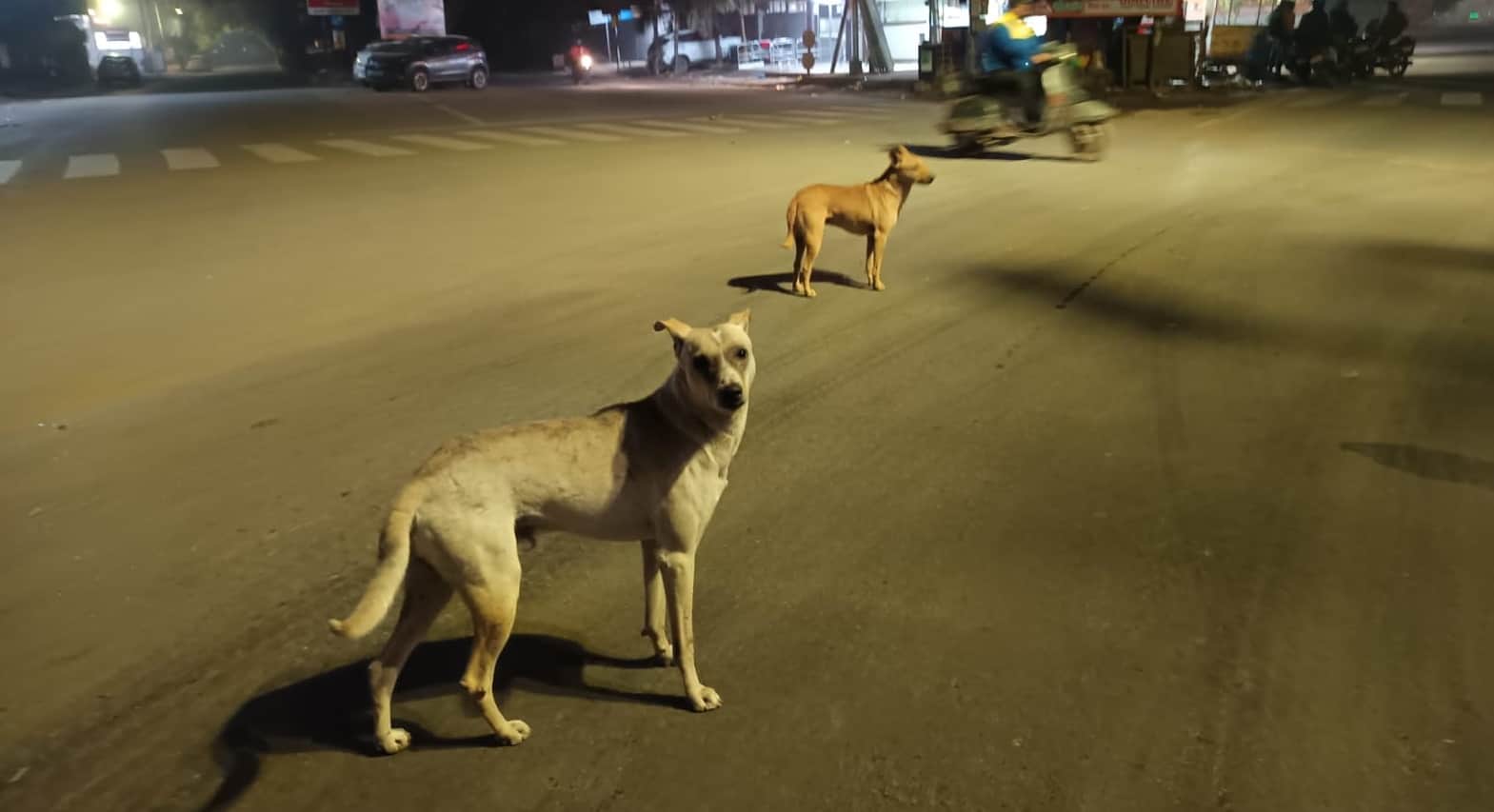 Yoga Teacher Death Auto driver had hit him police blamed dogs three bones of the head were broken