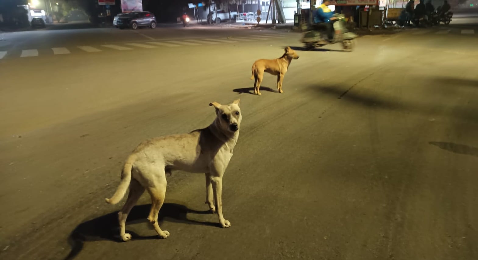 Yoga Teacher Death Auto driver had hit him police blamed dogs three bones of the head were broken