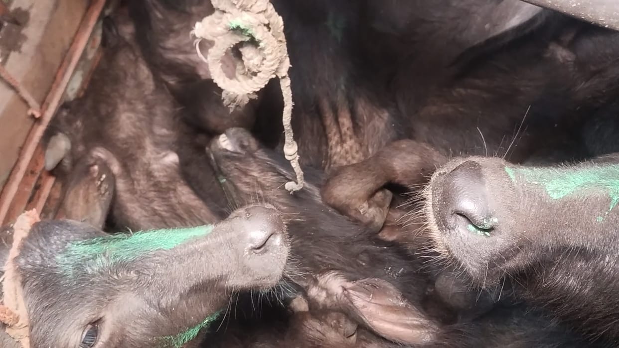 A young man was caught along with the animals being transported in a canter