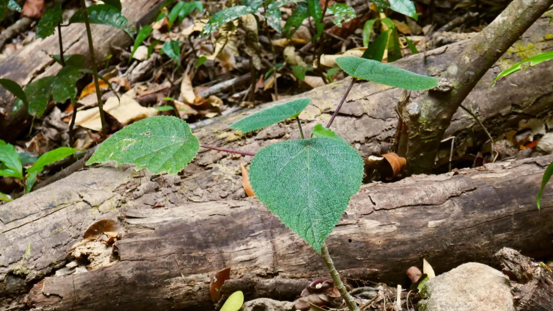 Most Dangerous Plant In World Name Gympie Gympie Whose Poisonous Stingers Can Kill Human Know Facts In Hindi