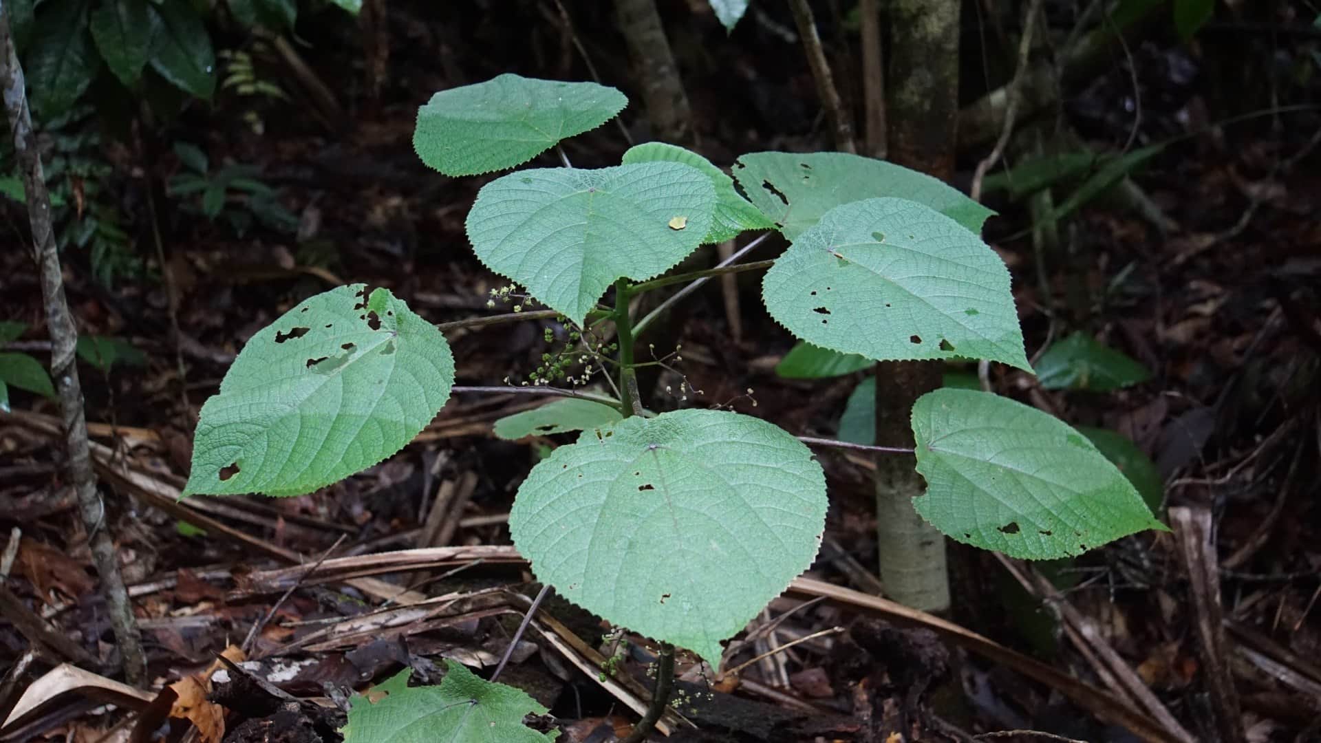 Most Dangerous Plant In World Name Gympie Gympie Whose Poisonous Stingers Can Kill Human Know Facts In Hindi