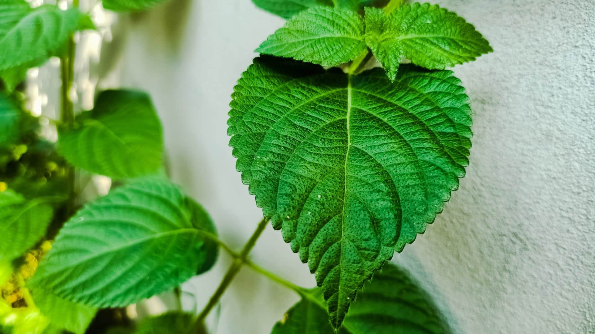 Most Dangerous Plant In World Name Gympie Gympie Whose Poisonous Stingers Can Kill Human Know Facts In Hindi