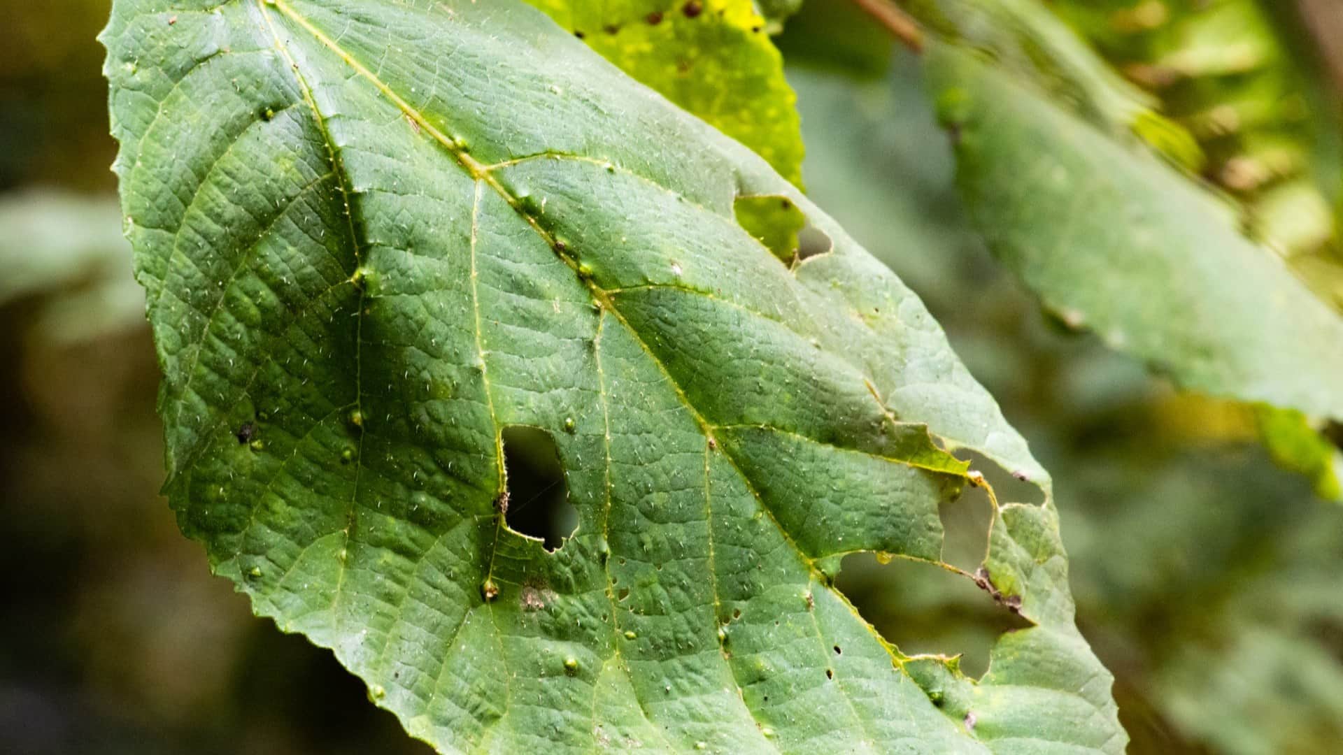 Most Dangerous Plant In World Name Gympie Gympie Whose Poisonous Stingers Can Kill Human Know Facts In Hindi