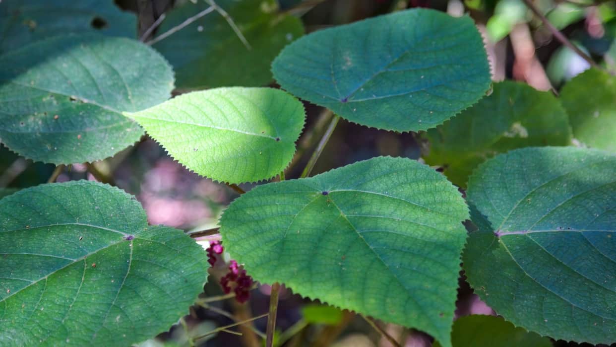 Most Dangerous Plant In World Name Gympie Gympie Whose Poisonous Stingers Can Kill Human Know Facts In Hindi