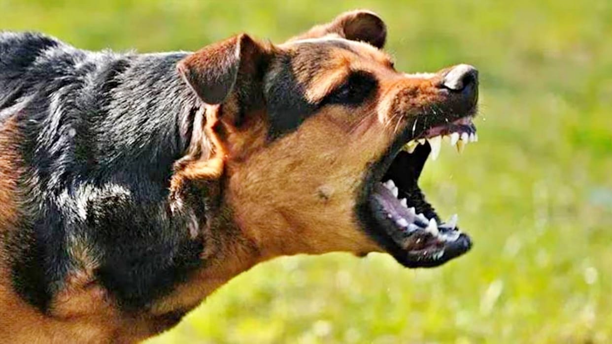 Jhansi: Terror due to stray dogs...25 people are being targeted every day