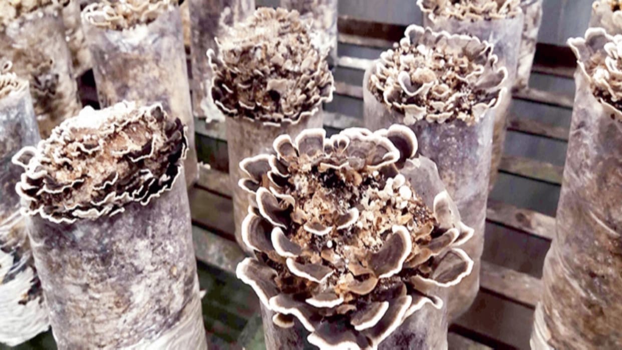 Turkey tail mushroom grown on sawdust in Solan, is full of medicinal properties Turkey tail mushroom