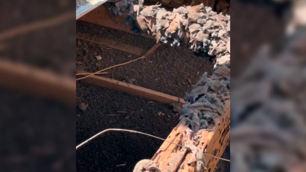 Viral Video Hundreds Of Bats Found Hiding In Roof And Video Is Shocking And Scary Trending News in Hindi