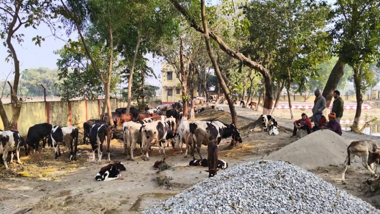 Bihar 66 cattle recovered from four containers in Kishanganj eight smugglers from Haryana and Assam arrested