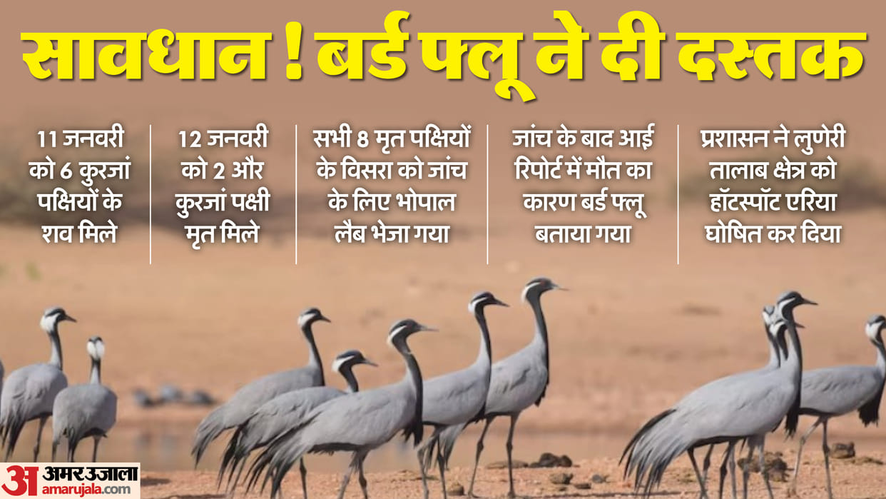 Bird Flu Virus Update Jaisalmer Bird Flu Outbreaks Alert Kurja Infected Rajasthan News in Hindi