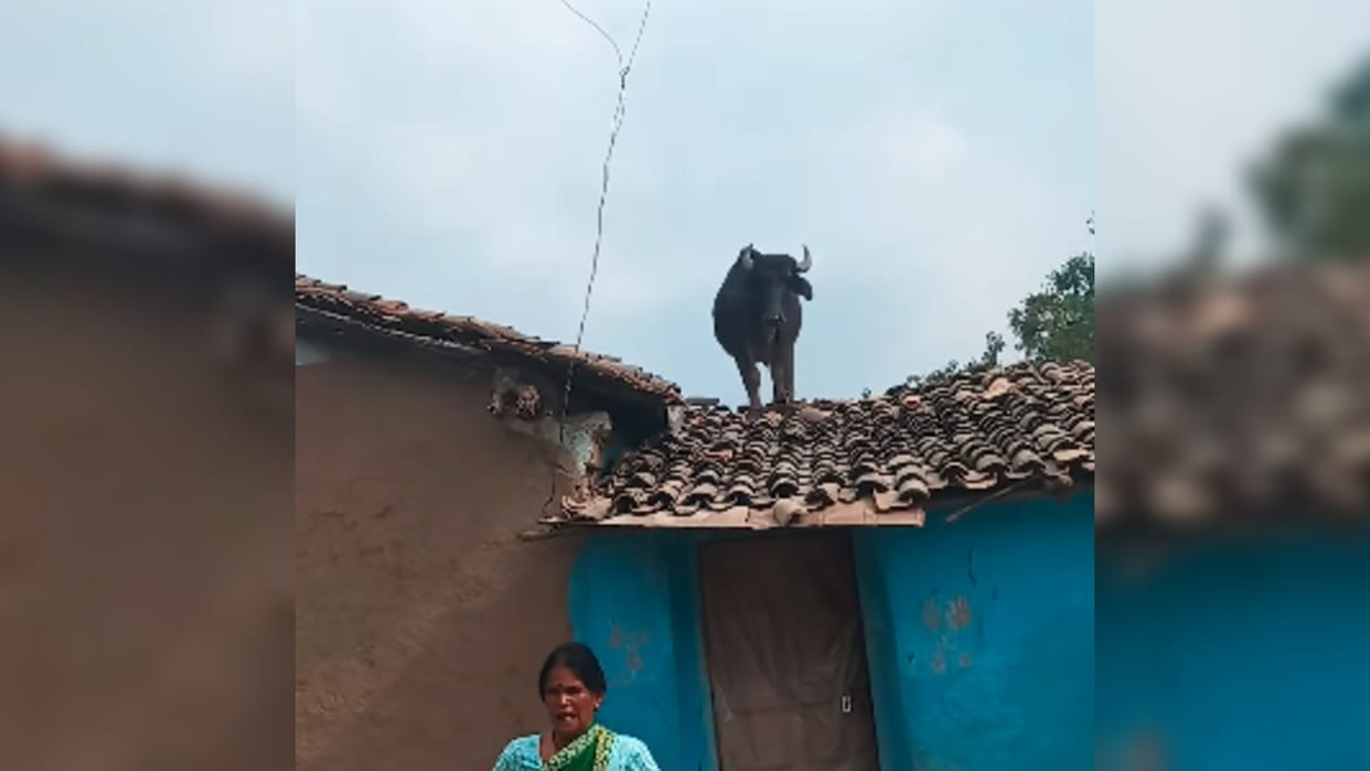 buffalo climb mud house roof buffalo kacha ghar viral video on social Media