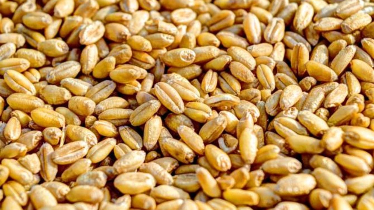 Himachal will become self-sufficient for wheat seeds will not buy from other states