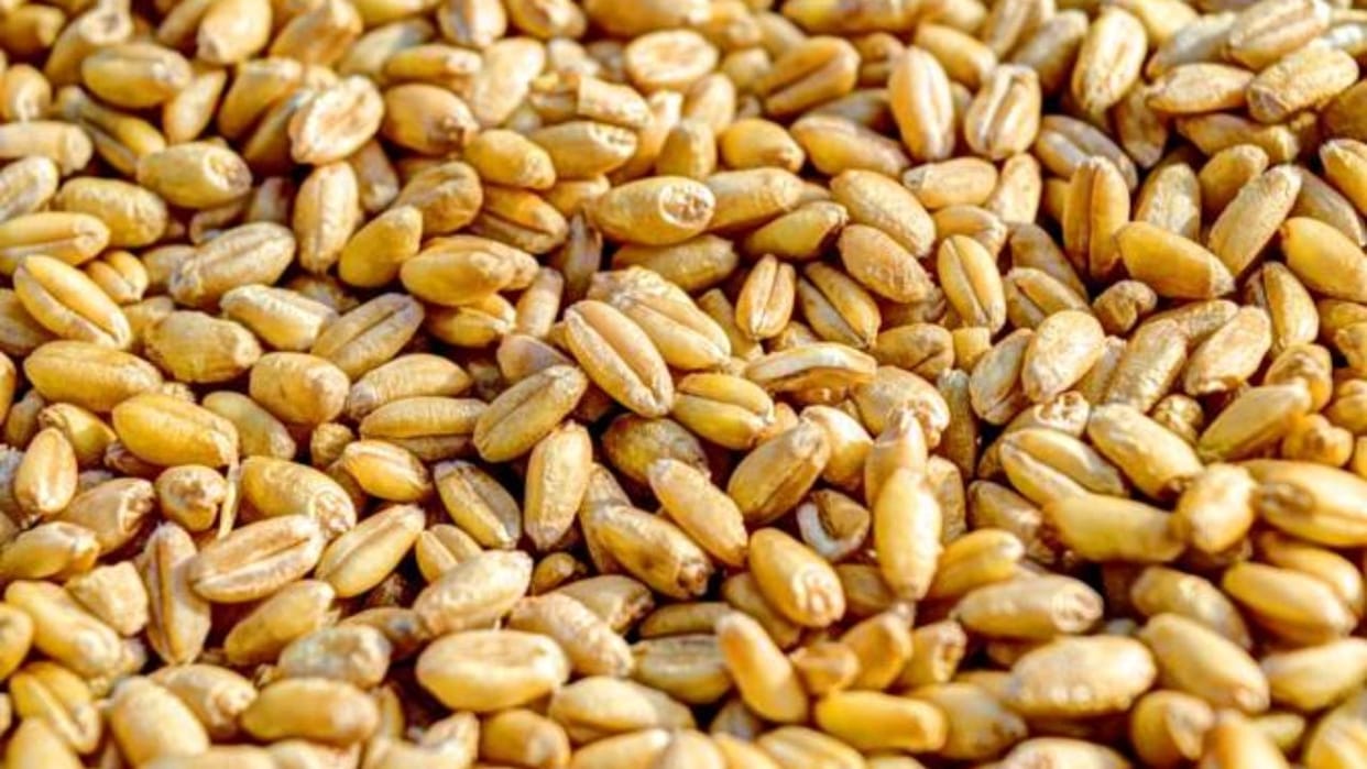 Himachal will become self-sufficient for wheat seeds will not buy from other states