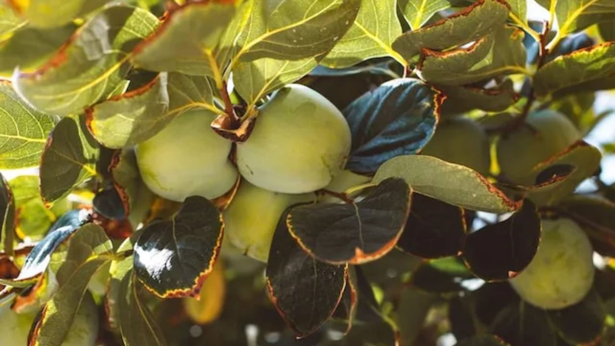 Trend of planting Japanese fruit orchards increased in Himachal one lakh plants sold for the first time