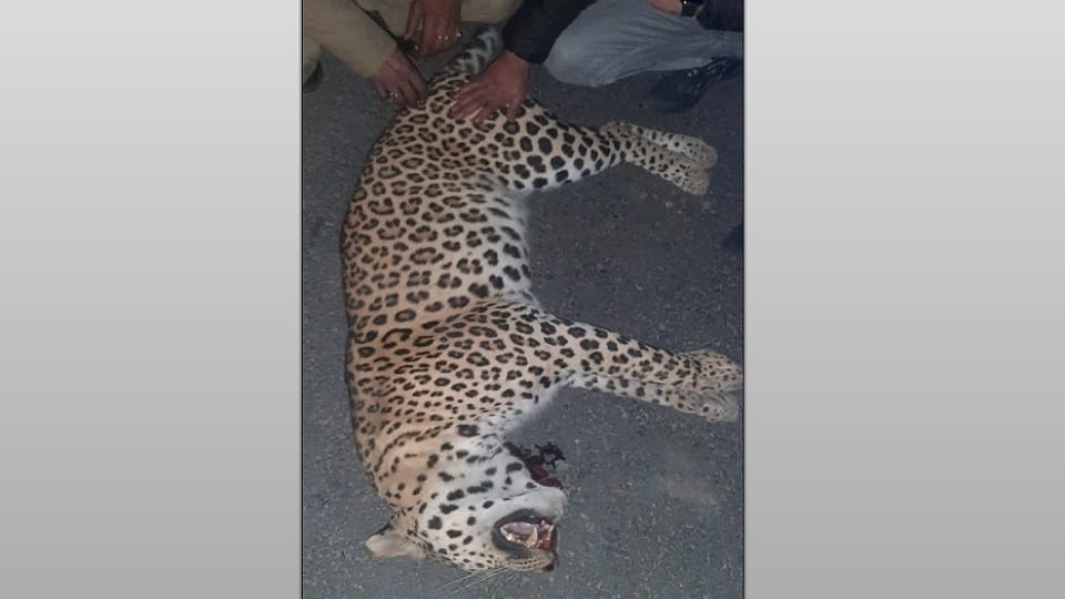 Meerut: Leopard killed in car collision on Delhi-Meerut Expressway