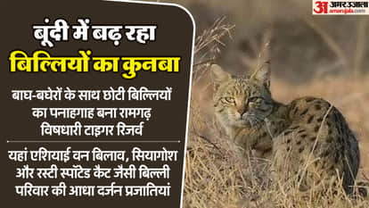 Rajasthan: Asian wild cat seen in Ramgarh Vishdhari Tiger Reserve of Bundi