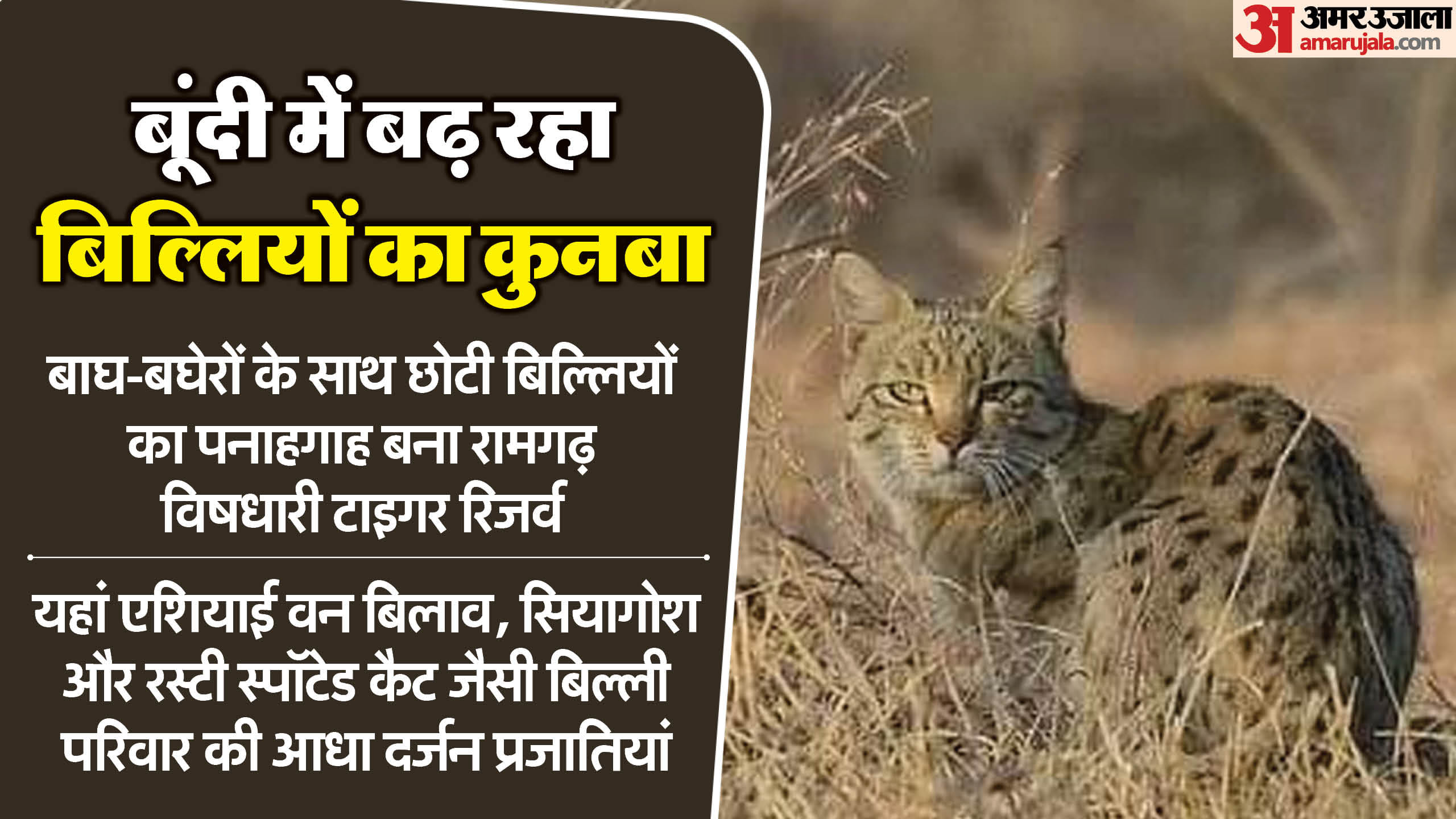 एशियाई वाइल्ड कैट।