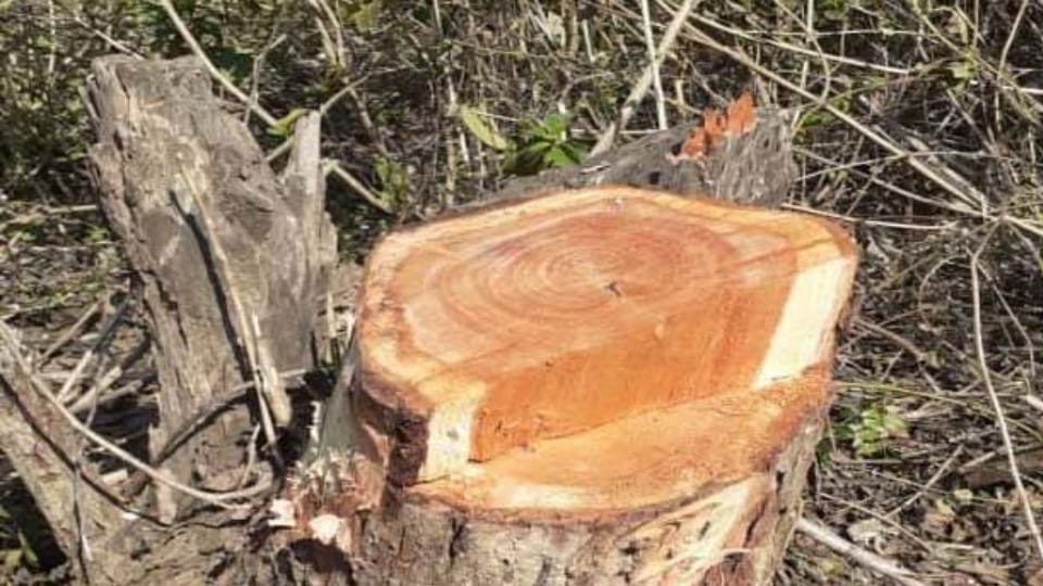 Khair trees cut from Panchayat land in Pushpa style in Talwara Hoshiapur