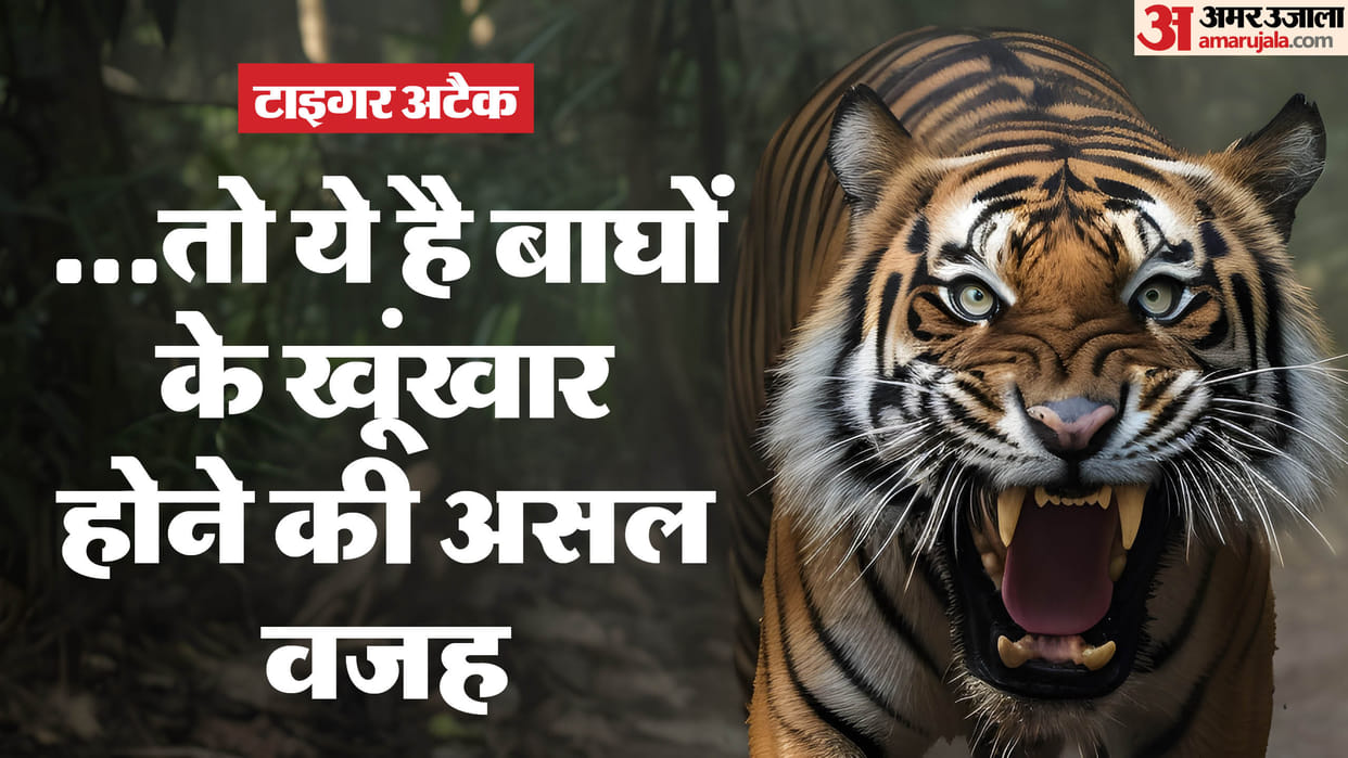 Tiger Attack in Madhya Pradesh: Why Tigers Become Man Eater Now, Man Killed in MP News in Hindi