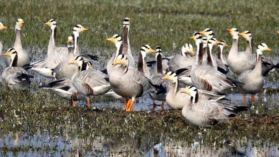 Effect of climate change, number of migratory birds decreased in Najafgarh lake
