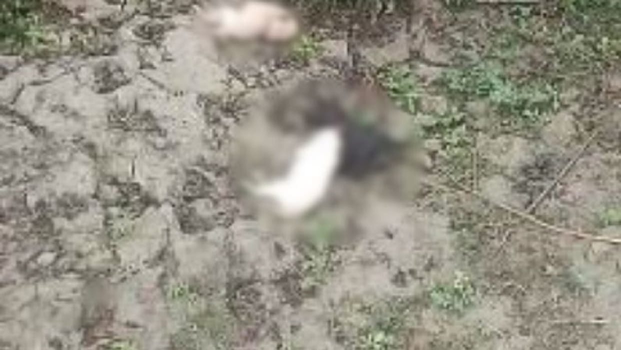 Young man killed three puppies by throwing them in a sack in Bareilly