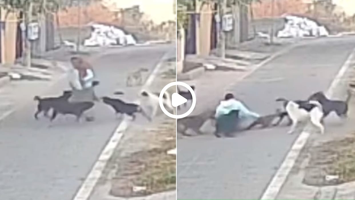 elderly woman was bitten by a pack of dogs and dragged video will disturb you