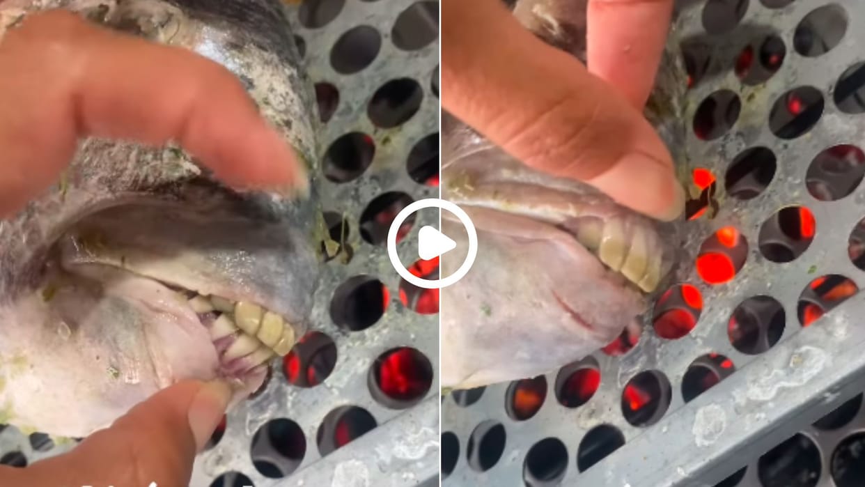 Fish with human like teeth goes viral on internet video went viral