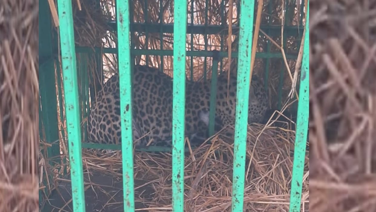 The leopard who killed a girl was captured in a cage in Bahraich.