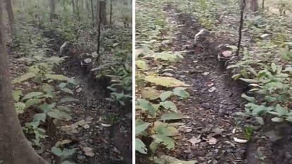 Bijapur naxal Encounter,  weapons factory found in tunnel Like Hamas, Naxalite Hidma