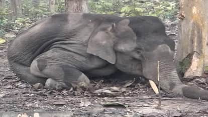 Tusker elephant dies in Tanda range Rudrapur