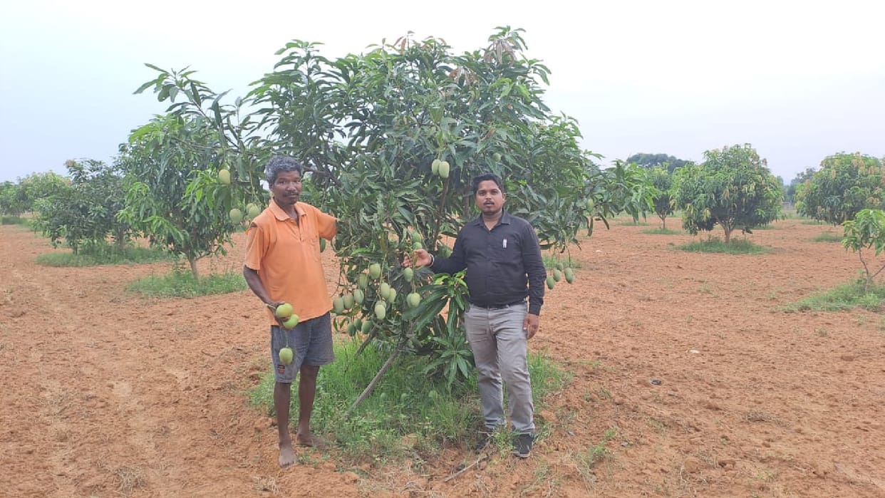 Not only paddy but mango is also being cultivated well in Chhattisgarh