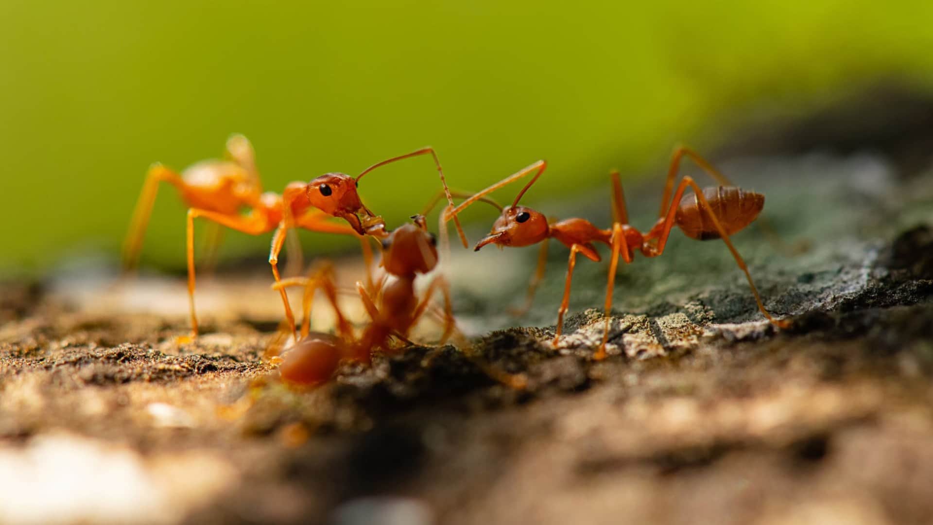 teresting Facts About Ants to Walk in Straight Line In Hindi