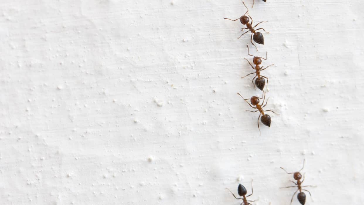 Monsoon Home Remedies To Get Rid Of Ants And Insect rainy season me insects kaise bhagaye Disrj