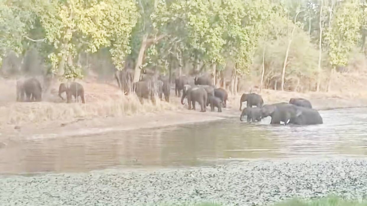MP News Fungus responsible for death of elephants in Bandhavgarh of Umaria revealed in NGT report