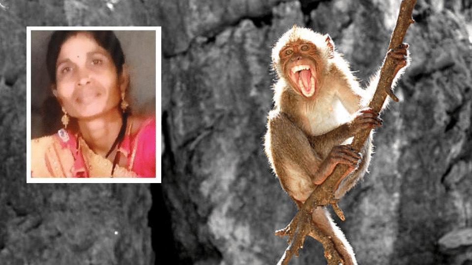 Monkey Terrorizes Village Near Indore, Woman Dies After Falling From Roof