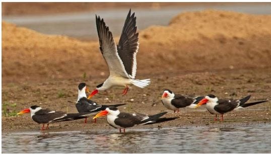 Bird Thick knee is increasing its population in Chambal 48 birds were found in the survey
