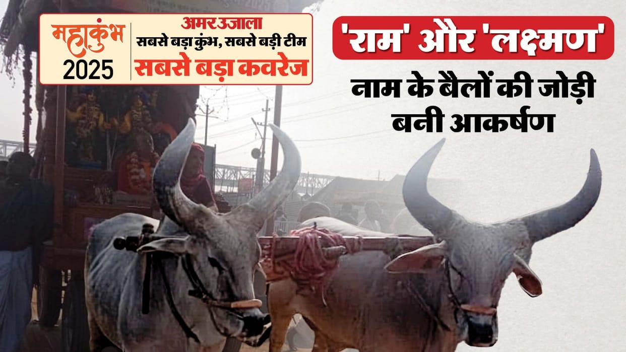 Mahakumbh 2025 pair of two bulls 'Ram' and 'Lakshman' won everyone heart