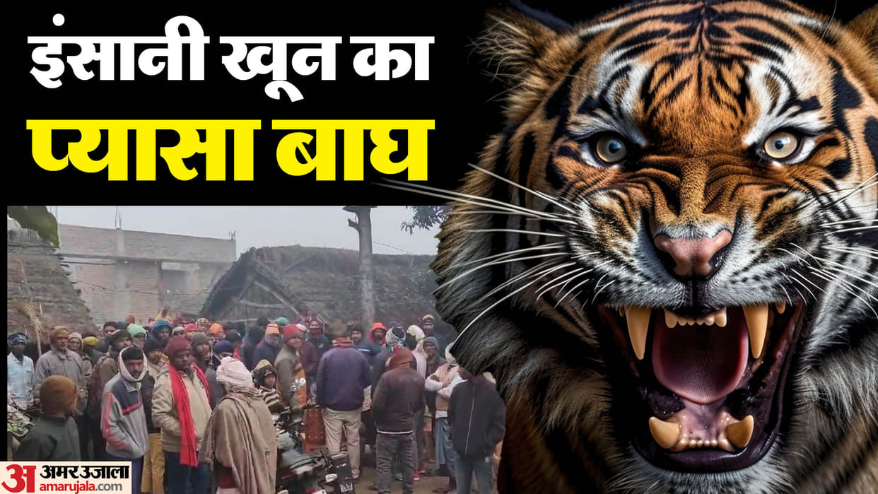 tiger chewed farmer alive In Bahraich had killed seven people in 24 months