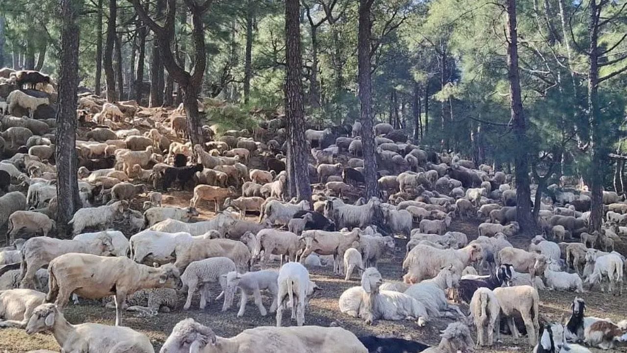 J&K: Government will buy 900 sheep from Australia for Rs 26 crore, demand for 15 lakh sheep for meat in Jammu