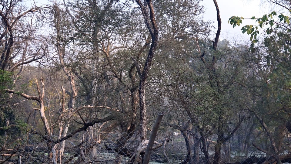 Forest behind Rock Garden road leading towards Kansal turning into graveyard of trees