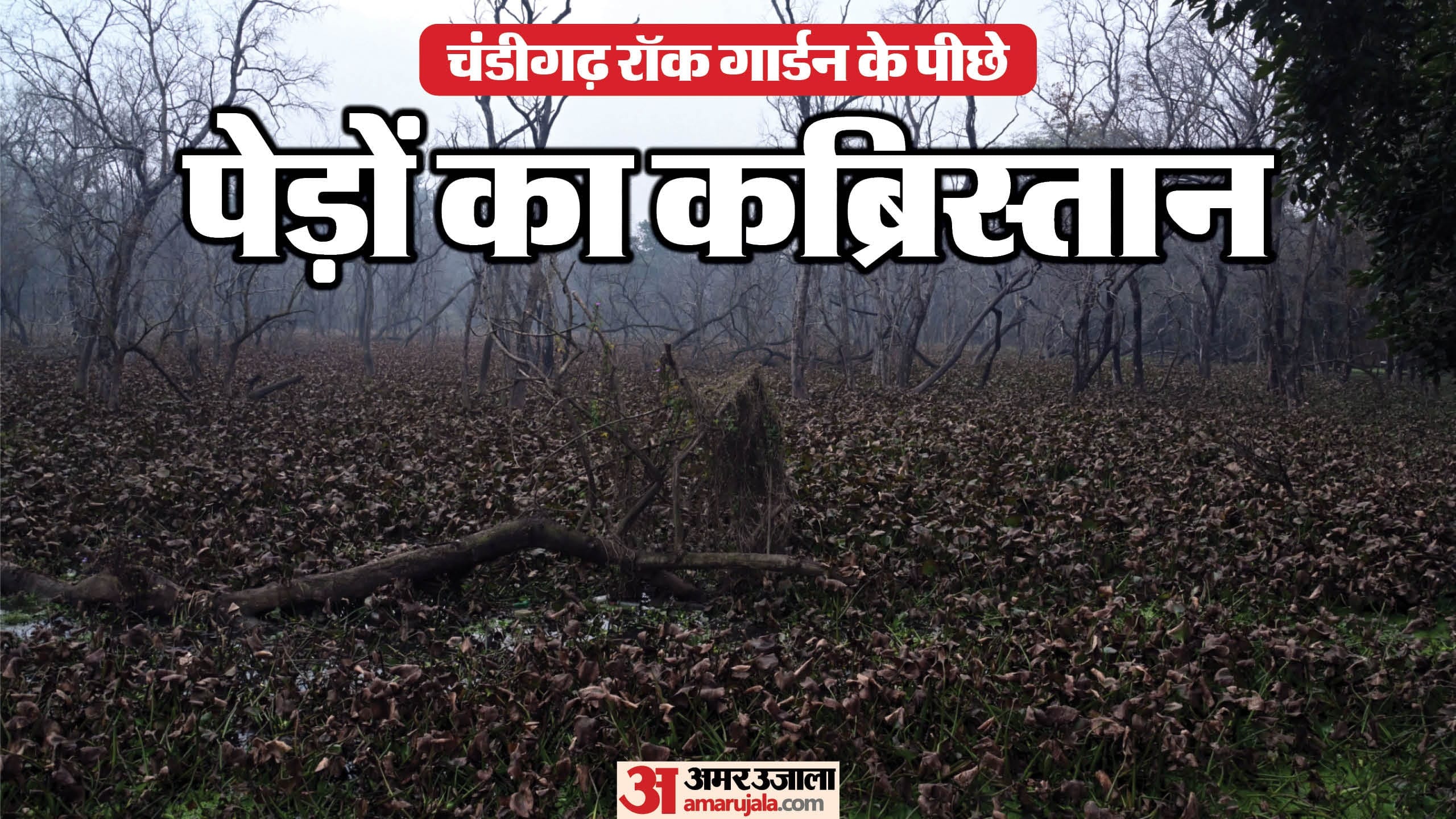 Forest behind Rock Garden road leading towards Kansal turning into graveyard of trees