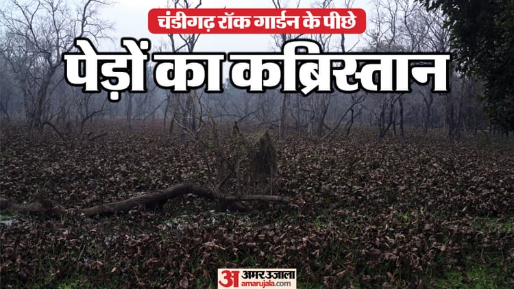 Forest Behind Rock Garden Road Leading Towards Kansal Turning Into Graveyard Of Trees – Amar Ujala Hindi News Live