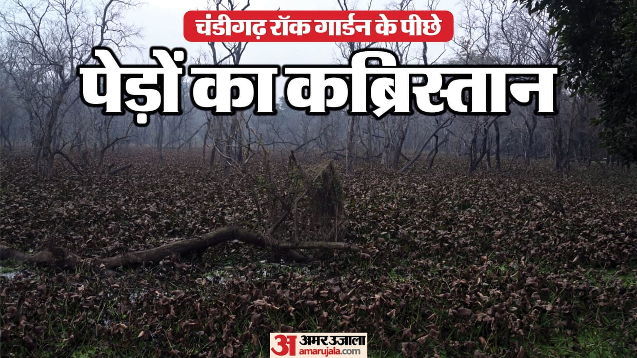 Forest behind Rock Garden road leading towards Kansal turning into graveyard of trees