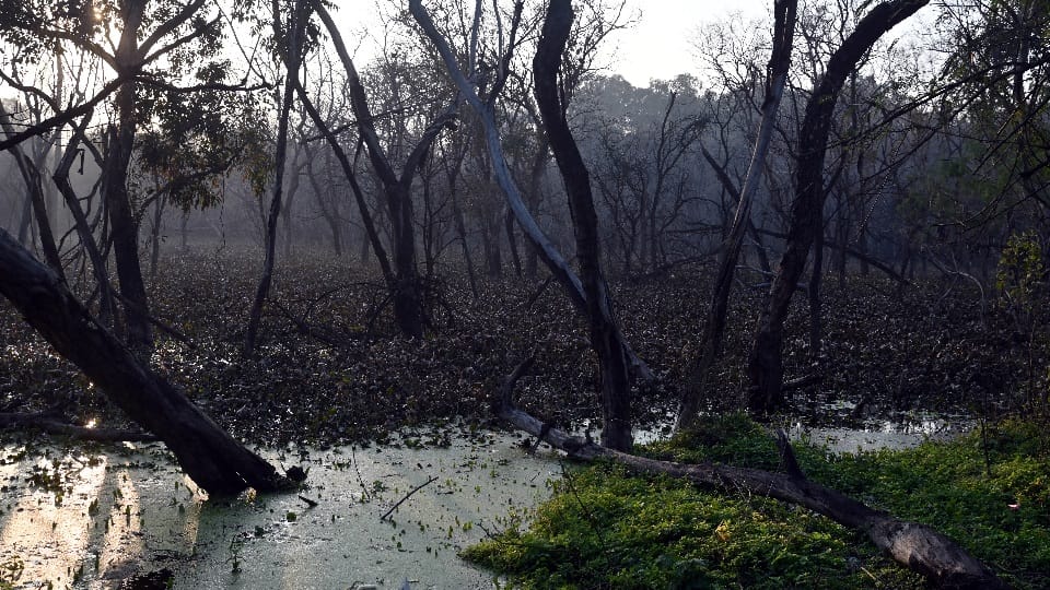 Forest behind Rock Garden road leading towards Kansal turning into graveyard of trees
