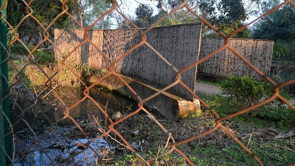 Forest behind Rock Garden road leading towards Kansal turning into graveyard of trees