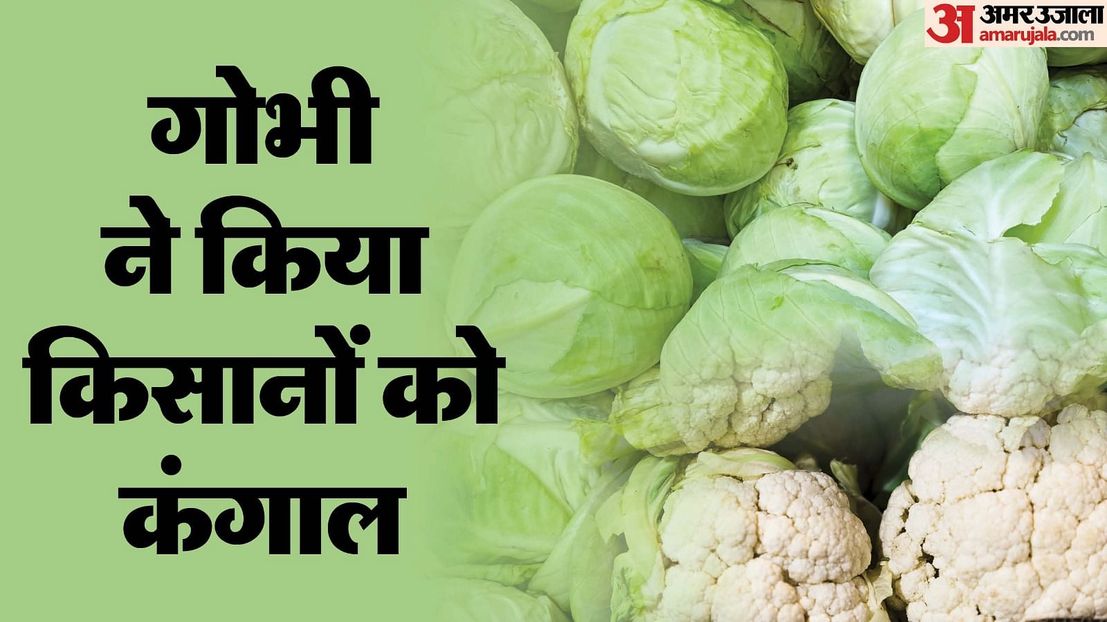 Shock to farmers Seeds bought at Rs 33 thousand per kg cabbage sold at Rs 1 per kg prices fell within a month