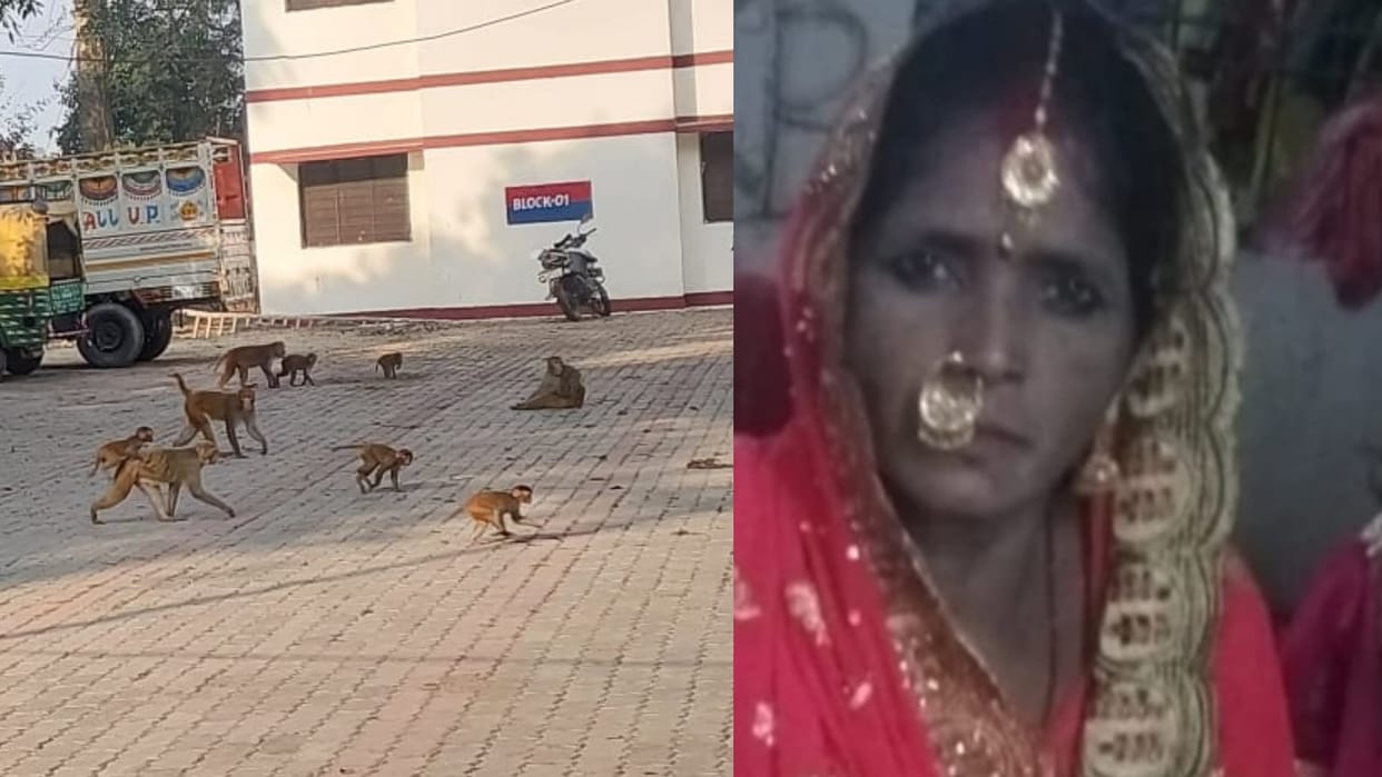 Gonda: Woman dies after falling from roof due to monkeys chasing her.