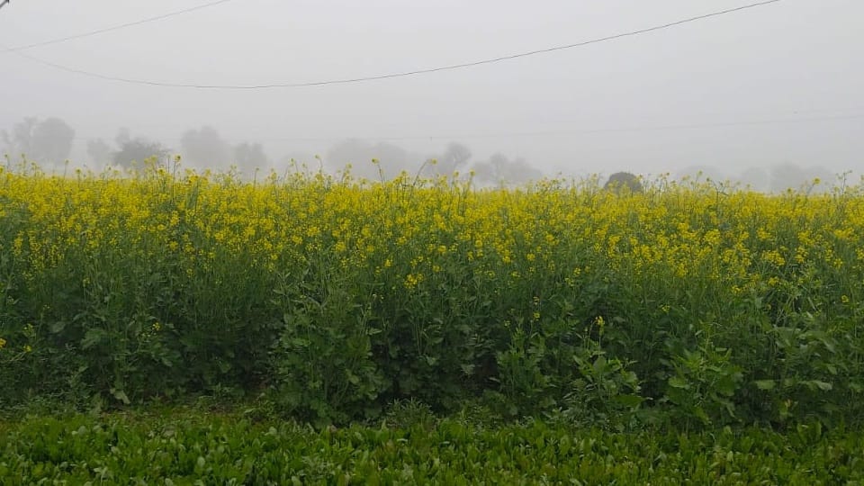 Haryana Weather sunshine amid light fog maximum temperature increases