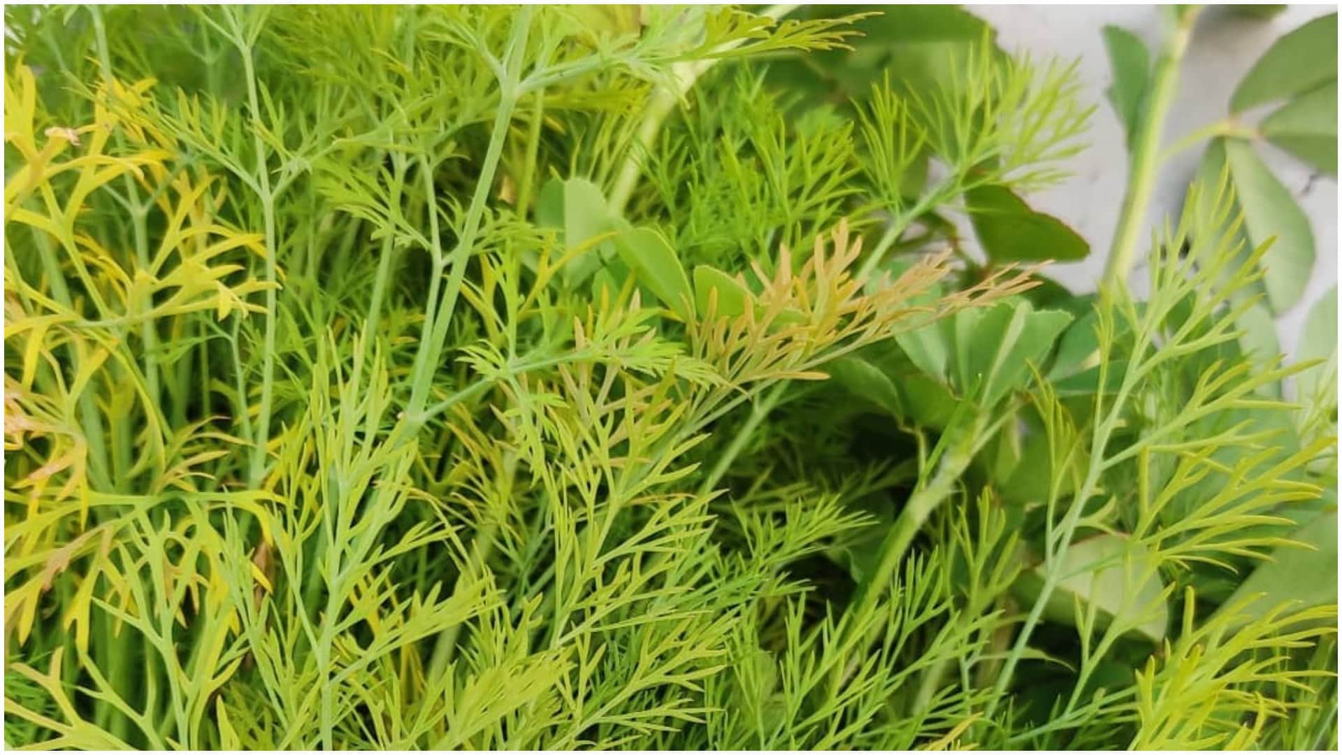 how to store methi and matar for long time in hindi