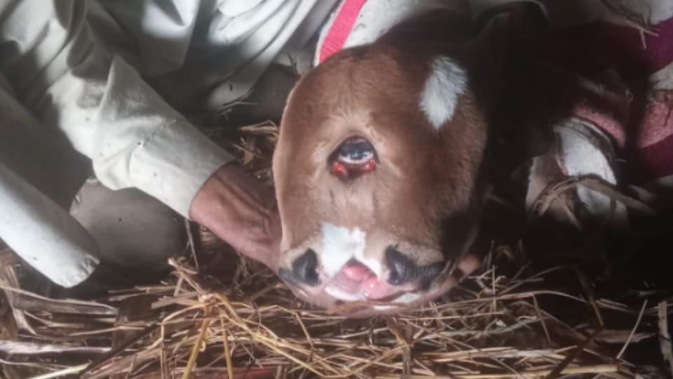 Bijnor: Villagers flocked to see the calf with two mouths and three eyes, became a subject of curiosity