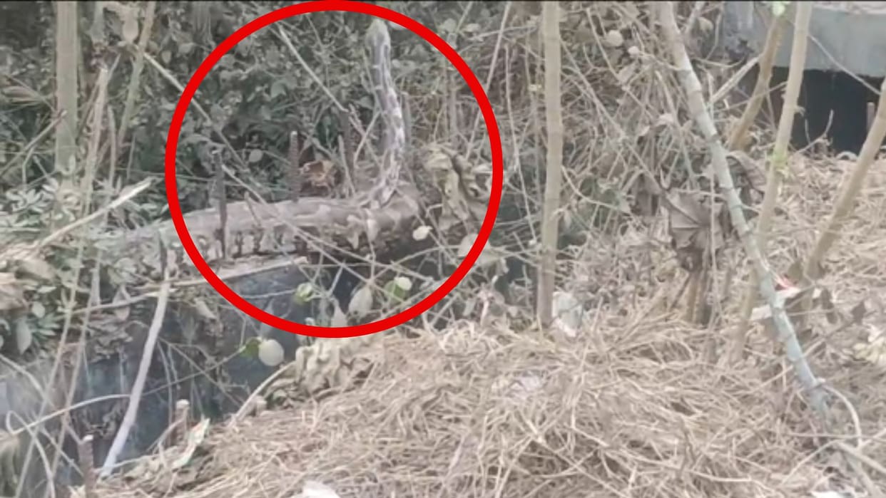 Crowd gathered to see python in Azamgarh